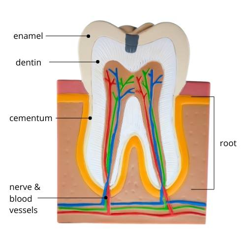 Tooth sensitivity to hot and cold liquids and food